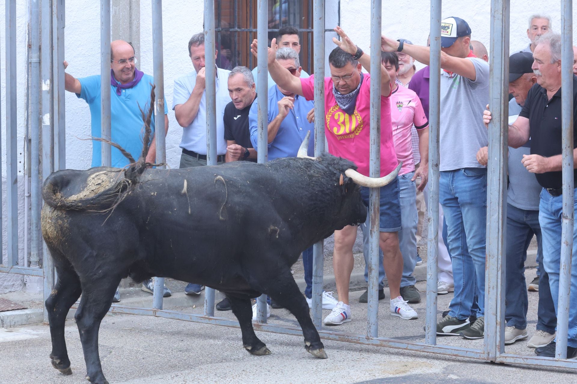 Encierro urbano, vaca del cajón y capea de Nava del Rey