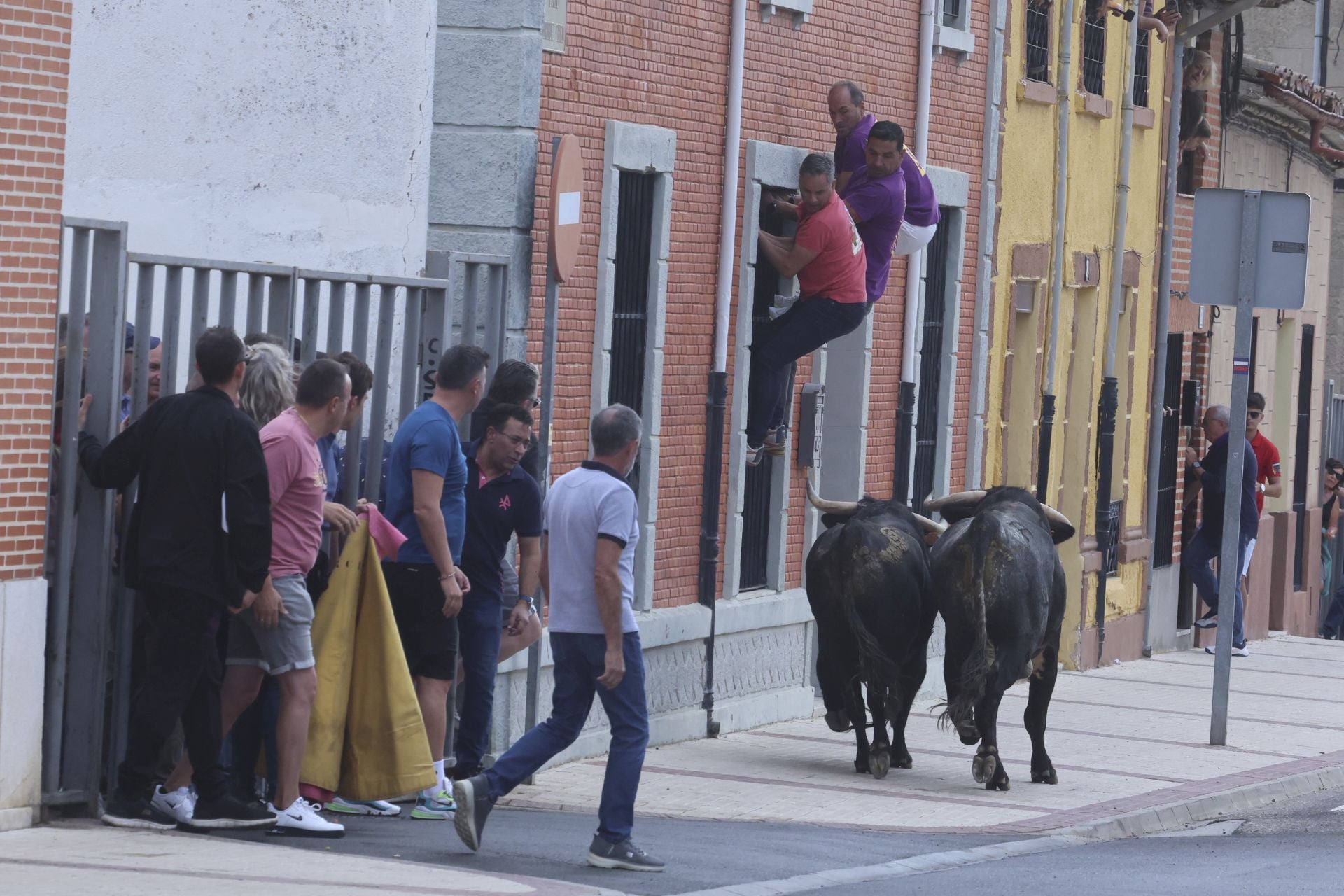 Encierro urbano, vaca del cajón y capea de Nava del Rey