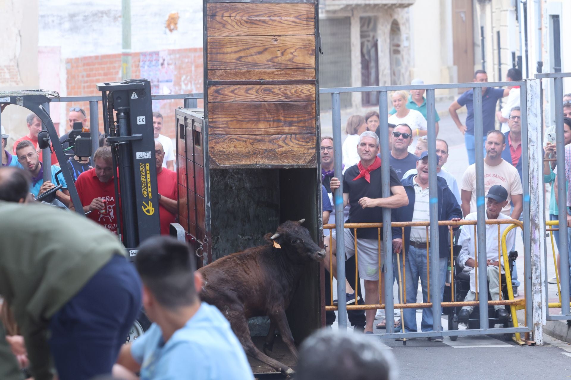 Encierro urbano, vaca del cajón y capea de Nava del Rey
