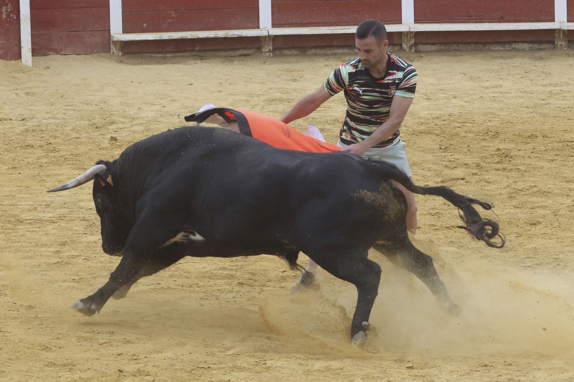 Encierro urbano, vaca del cajón y capea de Nava del Rey