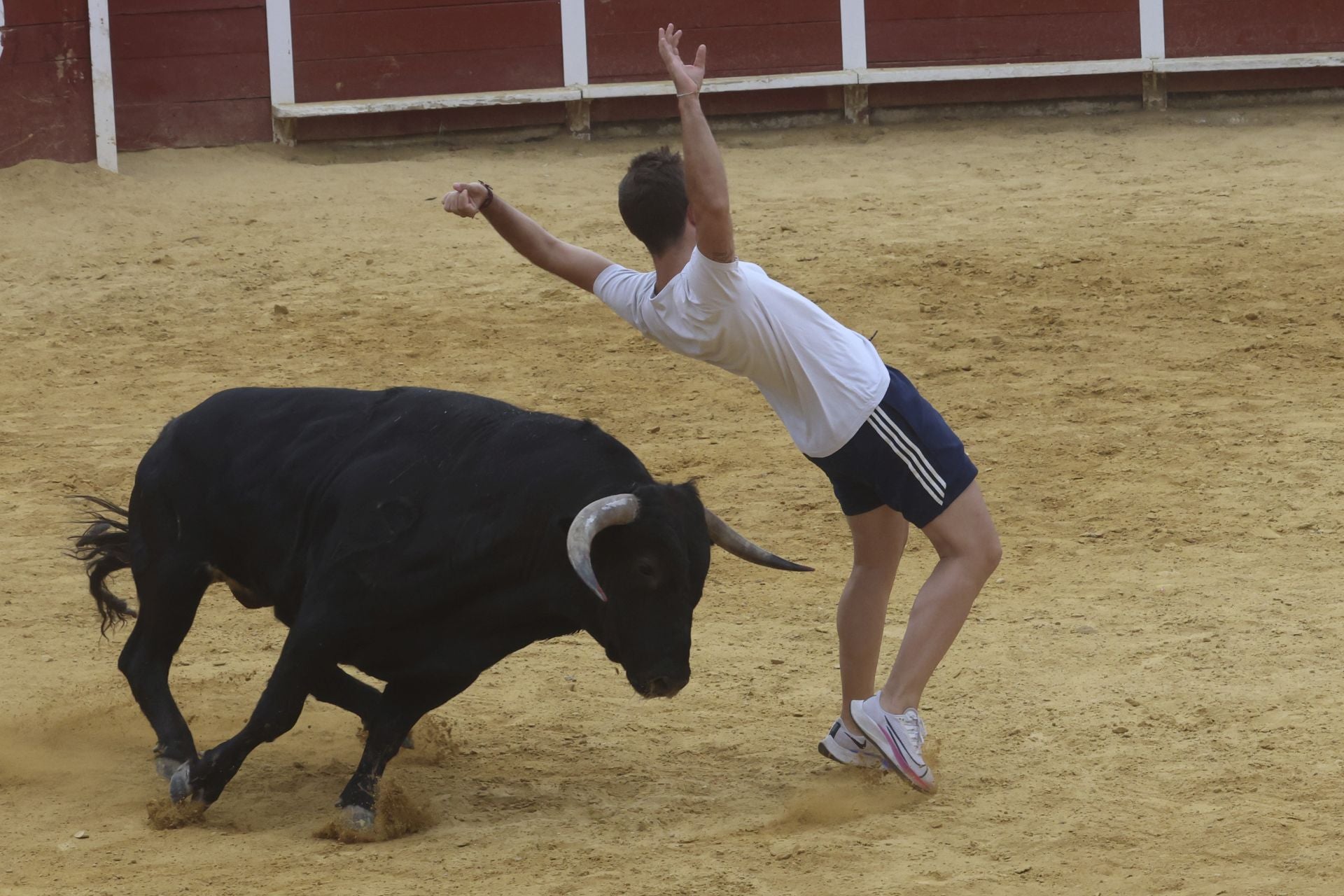 Encierro urbano, vaca del cajón y capea de Nava del Rey