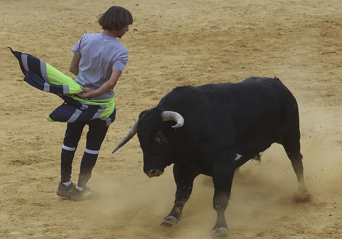 Encierro urbano, vaca del cajón y capea de Nava del Rey