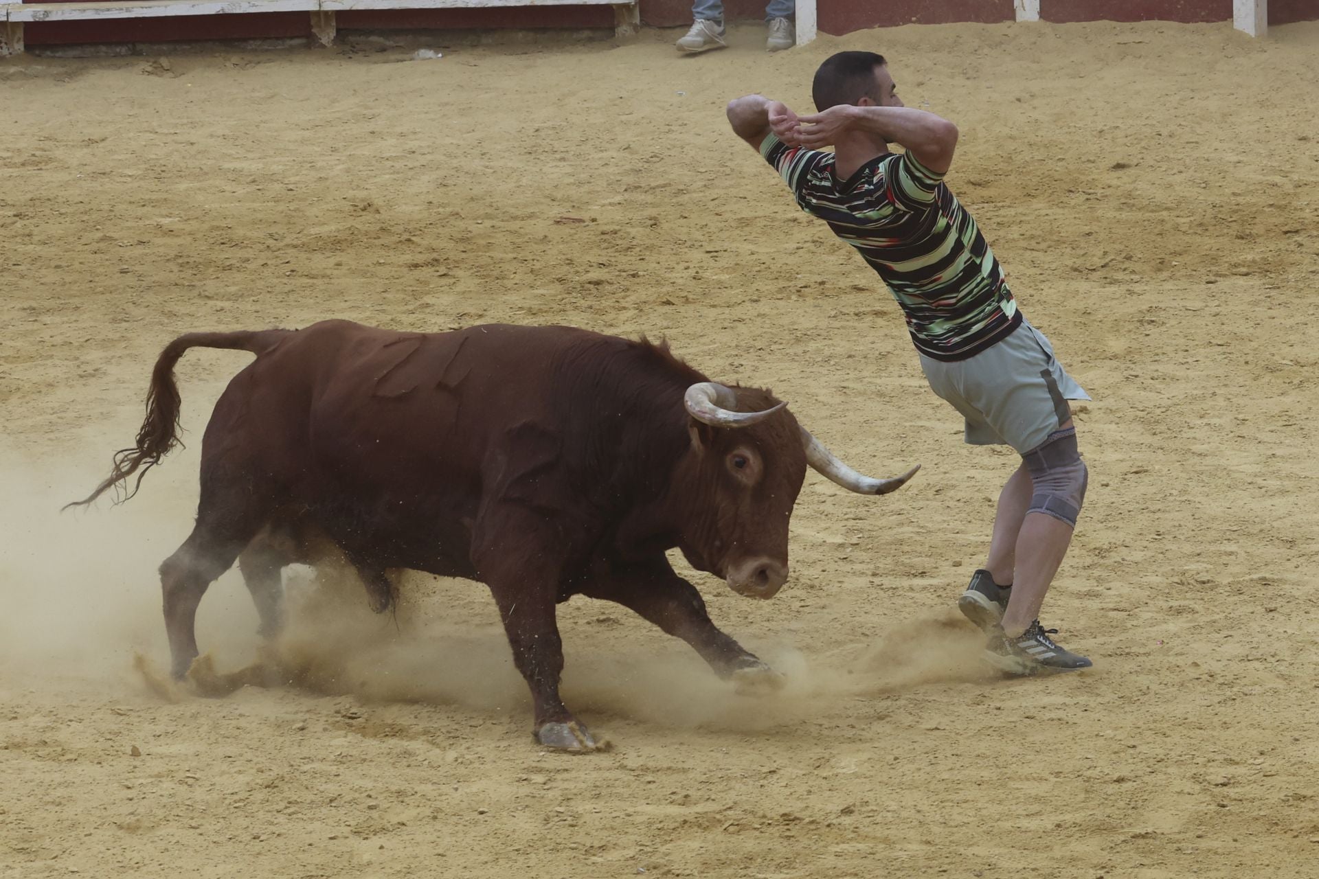 Encierro urbano, vaca del cajón y capea de Nava del Rey
