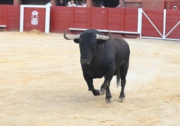 'Saltavallas', el Toro de la Vega 2025, crea expectación en Tordesillas