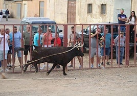 Una vaca enmaromada durante el festejo en las calles de Villafrechós