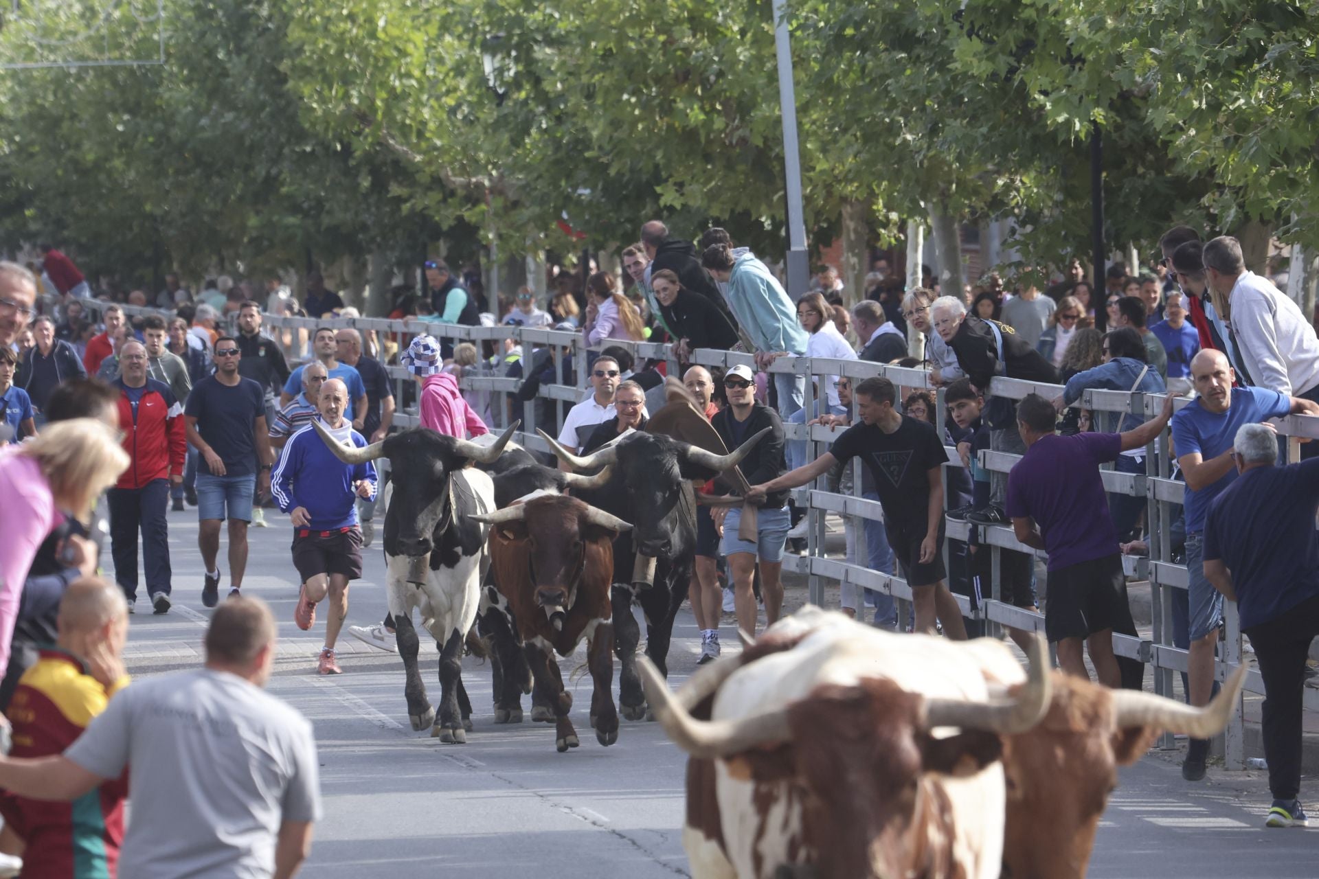 Las imágenes del encierro de este lunes en Medina del Campo