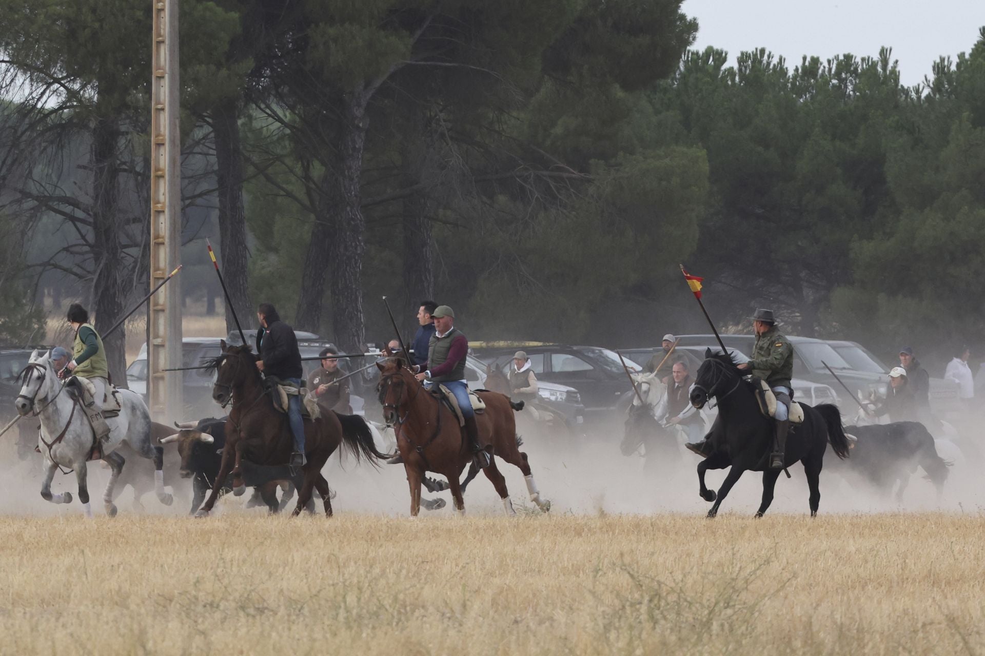 Las imágenes del encierro de este lunes en Medina del Campo