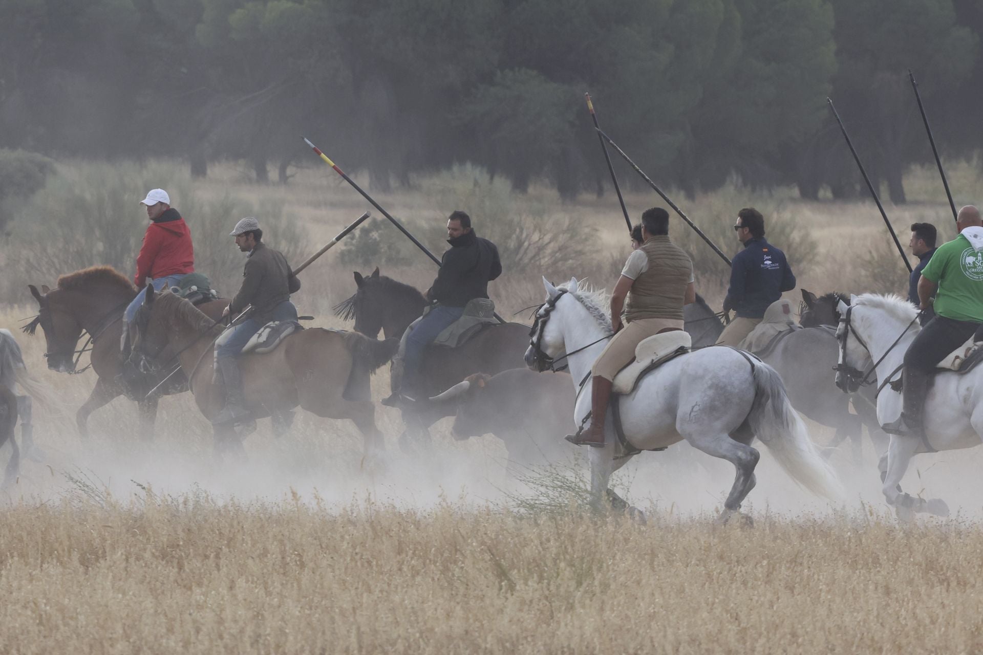 Las imágenes del encierro de este lunes en Medina del Campo