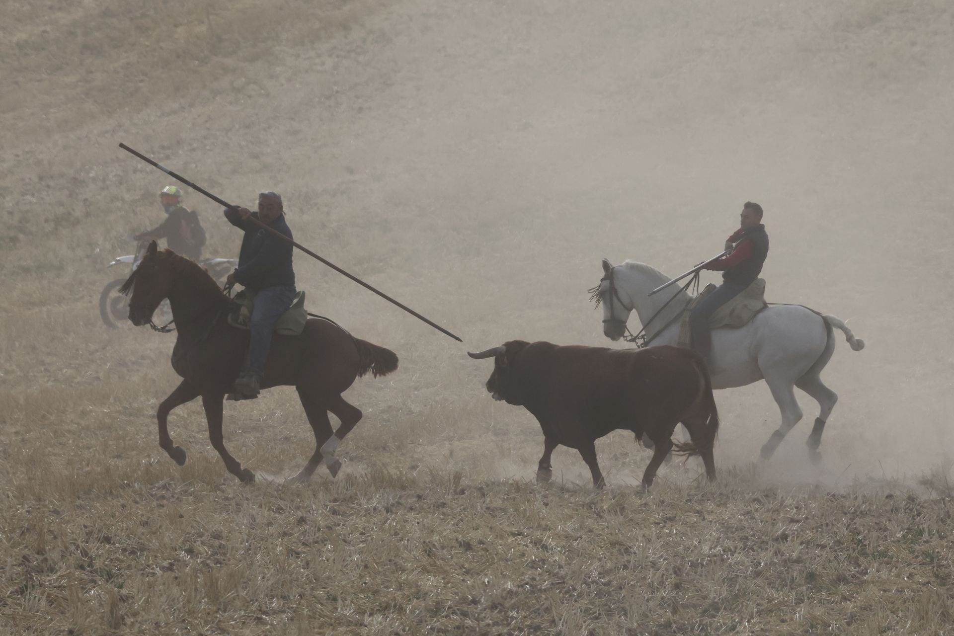 Las imágenes del encierro de este lunes en Medina del Campo
