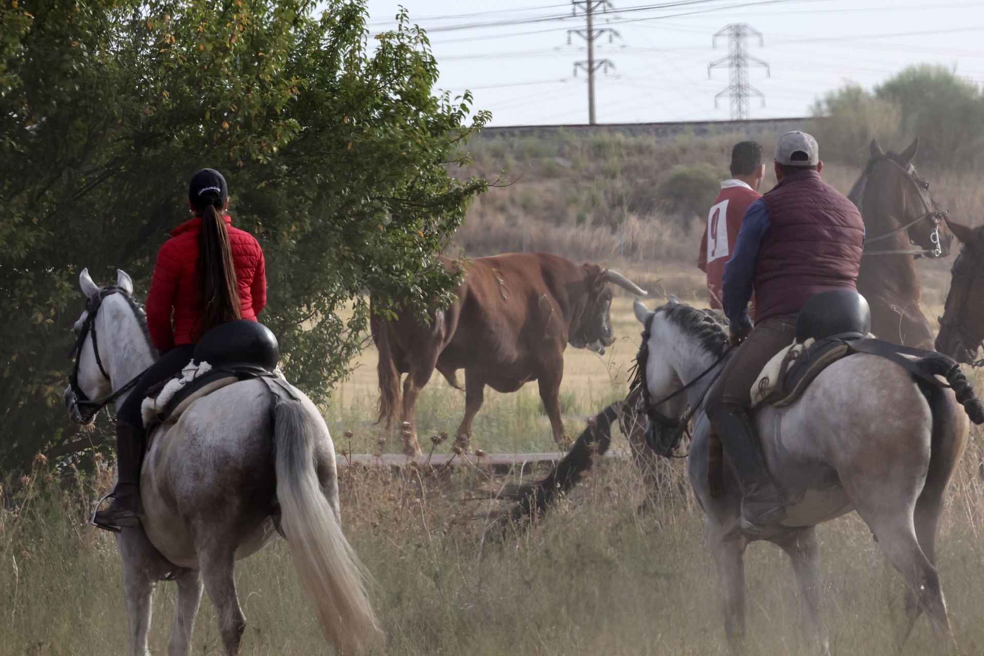Las imágenes del encierro de este lunes en Medina del Campo