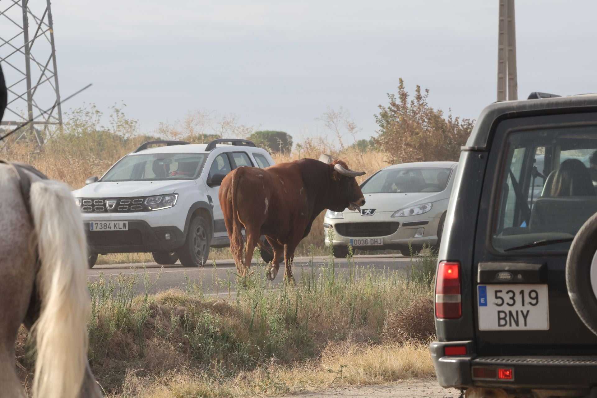 Las imágenes del encierro de este lunes en Medina del Campo