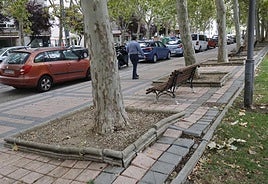 Baldosas levantadas por las raíces en la avenida de San Telmo.