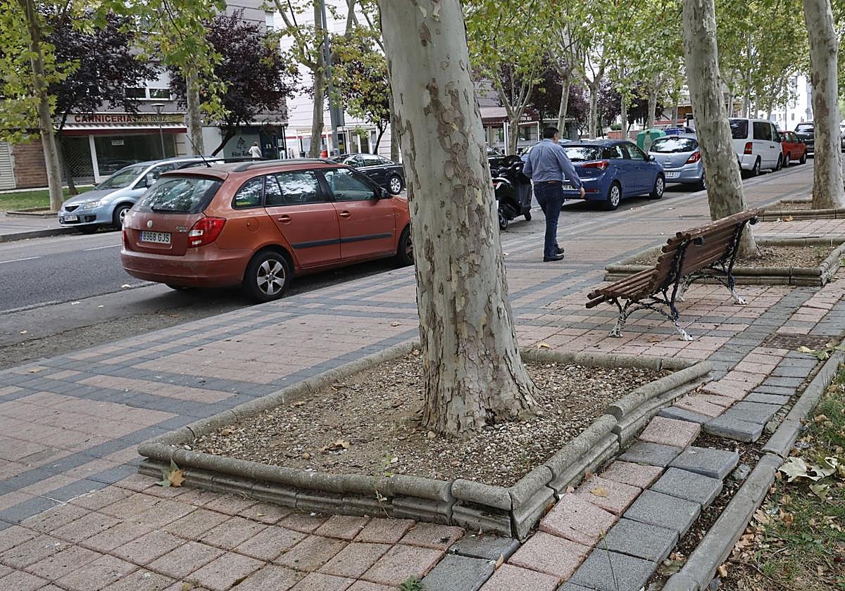 Baldosas levantadas por las raíces en la avenida de San Telmo.