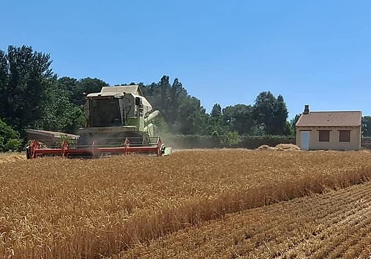 Una cosechadora de cereal durante una jornada de trabajo.