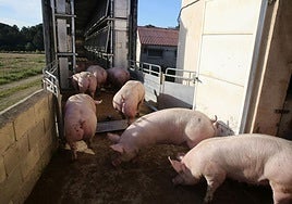 Cerdos de una explotación ganadera suben a un camión.