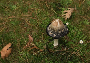 La campaña micológica se prevé «tardía» por la falta de lluvia y las altas temperaturas en septiembre