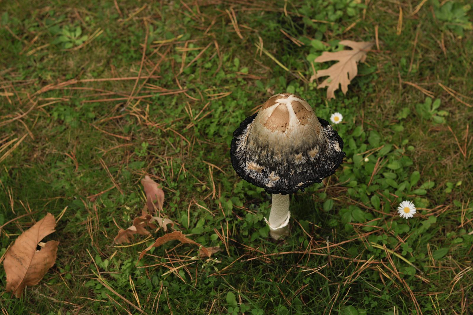 Recogida de setas en la Sierra de Francia durante las jornadas micológicas de 2024.