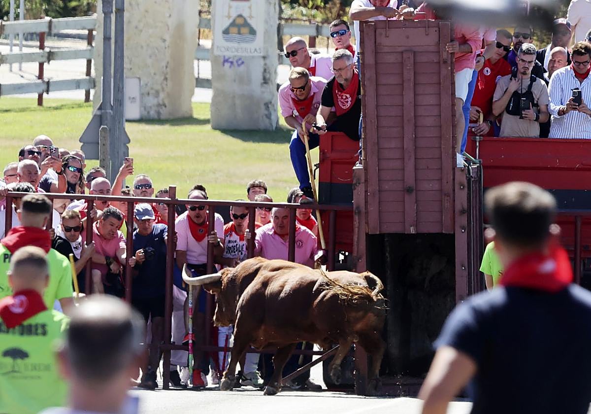 Suelta de un astado desde el cajón, este domingo en Tordesillas.