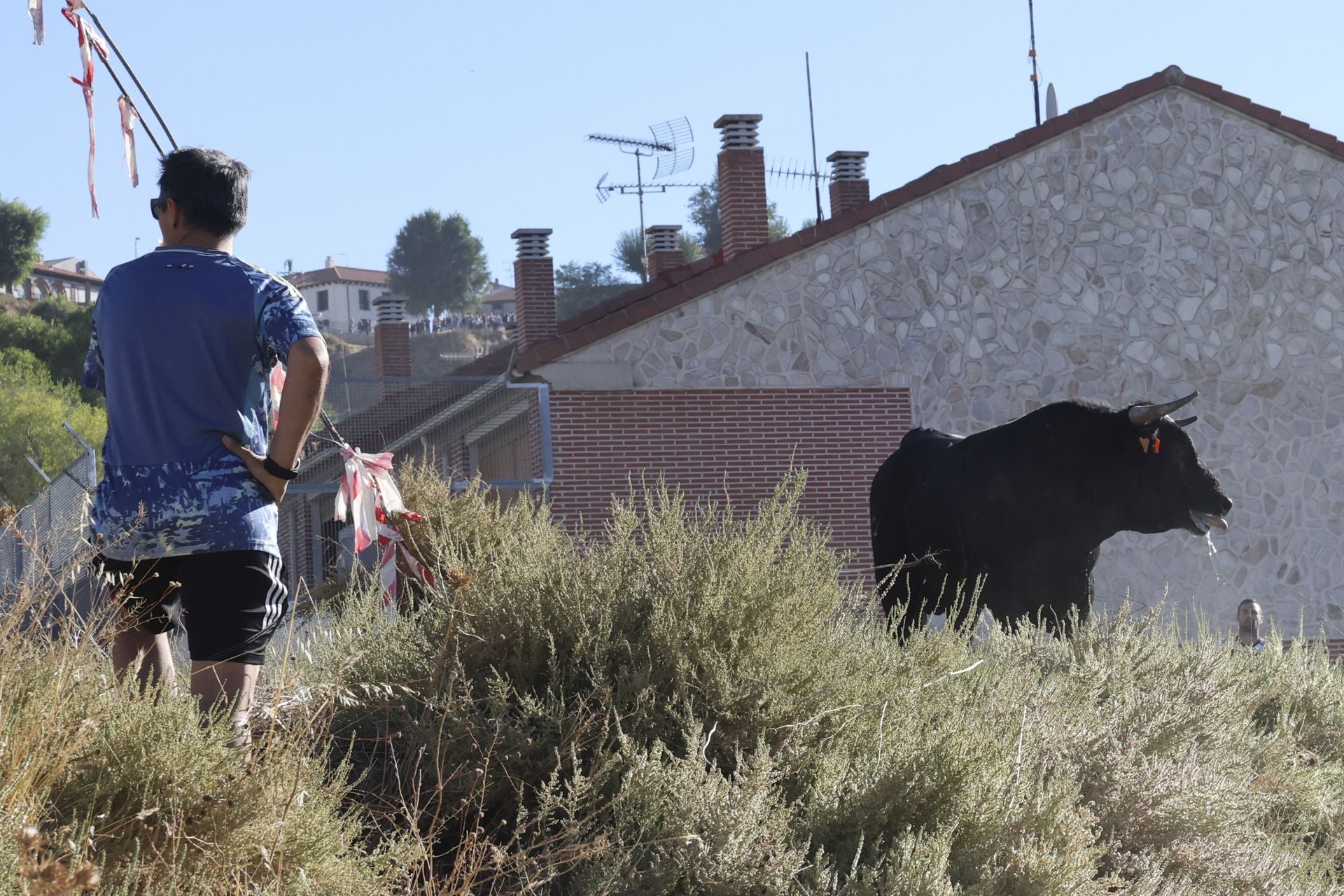 Las imágenes del último encierro en Arrabal de Portillo