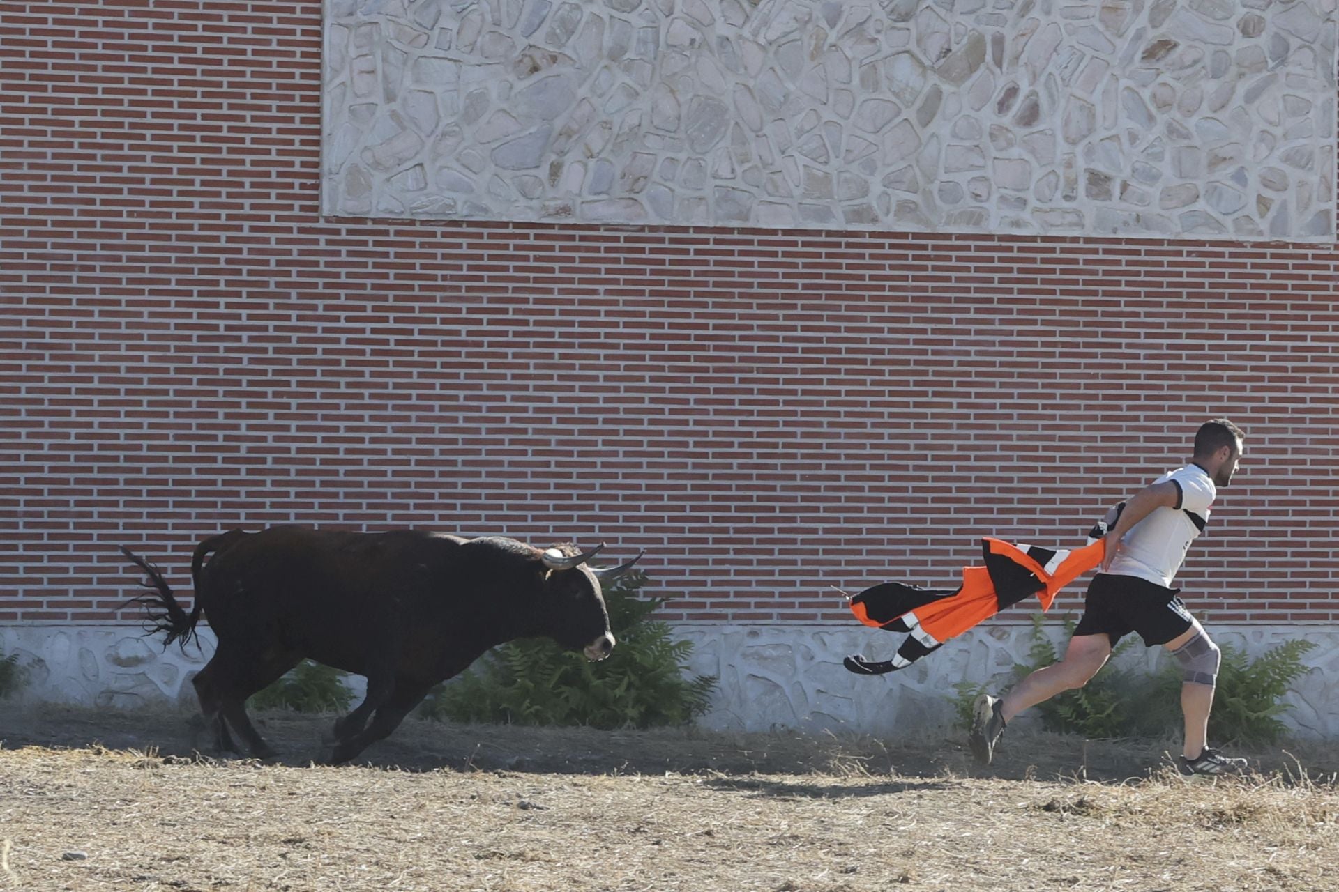 Las imágenes del último encierro en Arrabal de Portillo