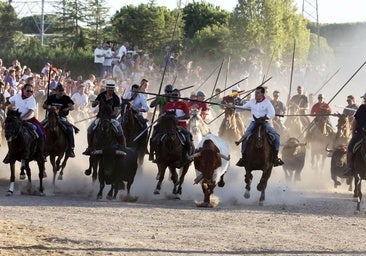 Los toros de Bañuelos ofrecen una vistosa carrera en Tordesillas