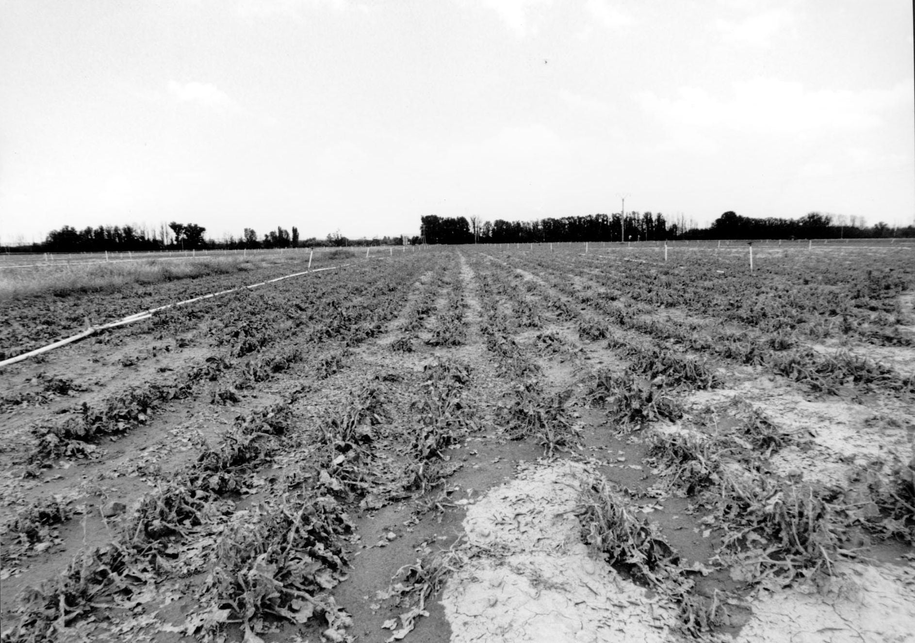 Vista de un campo de remolacha dañada por una tormenta de granizo. 18 de noviembre de 1993.