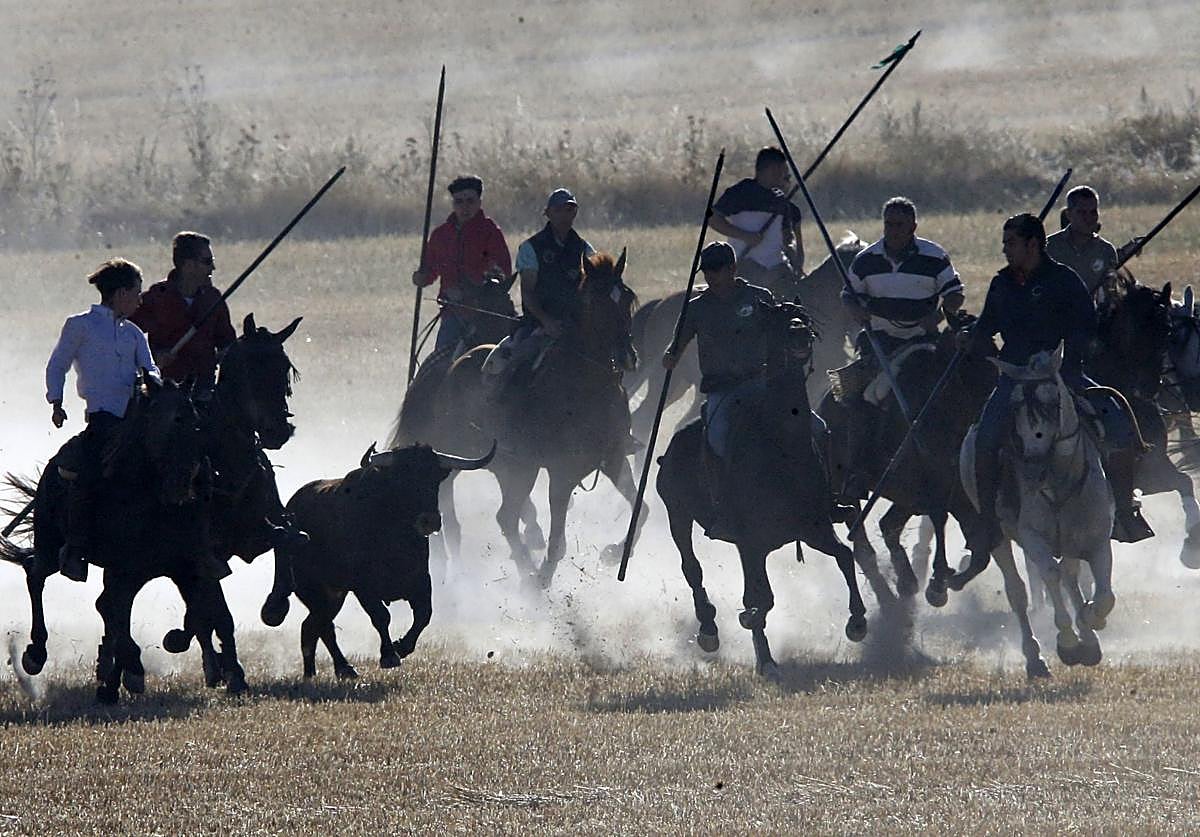 Último encierro de las fiestas de Arrabal de Portillo, este domingo por la mañana.