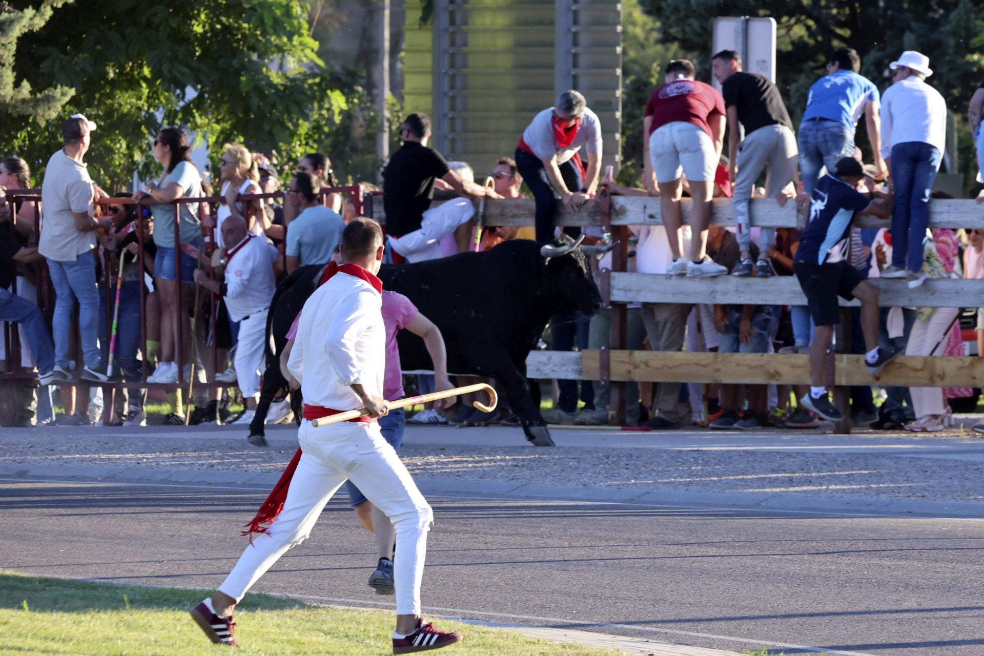 El encierro de campo de Tordesillas en imágenes