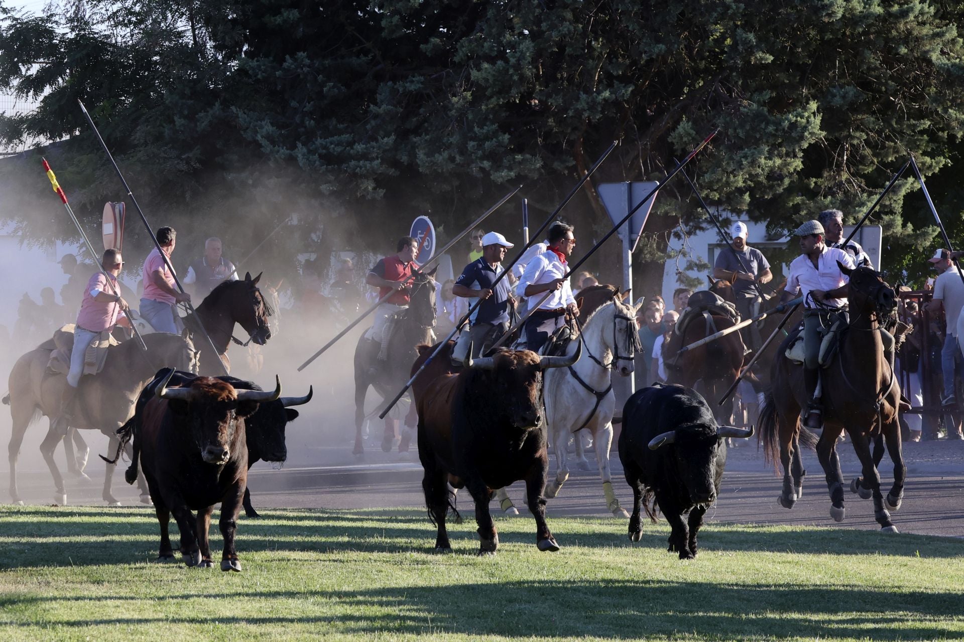 El encierro de campo de Tordesillas en imágenes