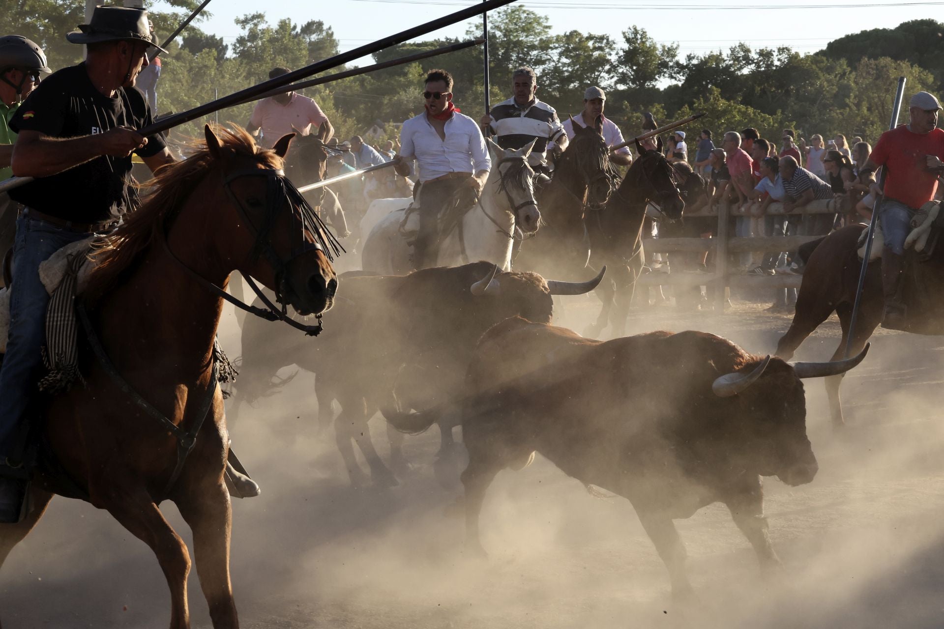 El encierro de campo de Tordesillas en imágenes