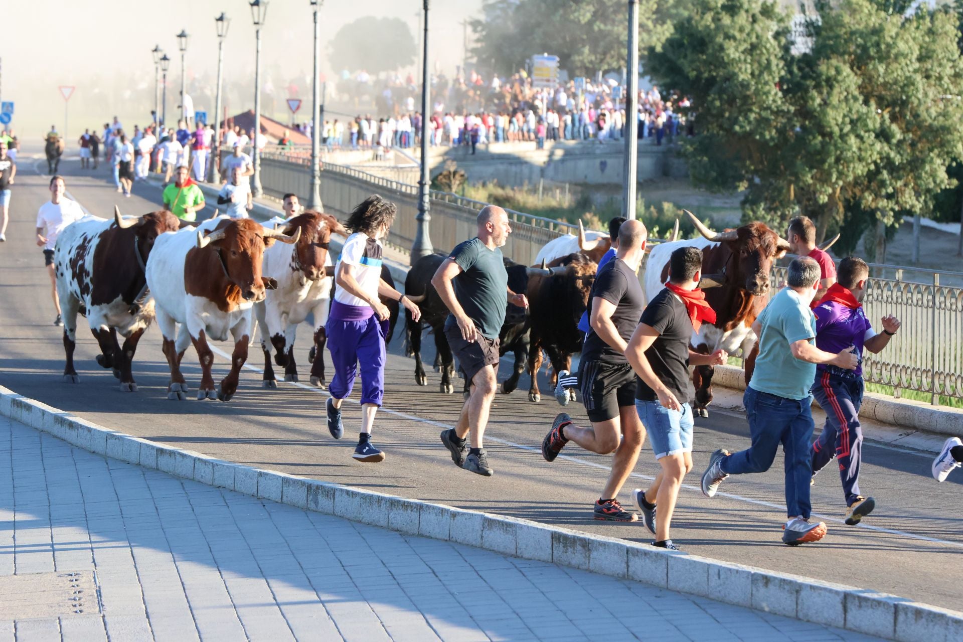 El encierro de campo de Tordesillas en imágenes