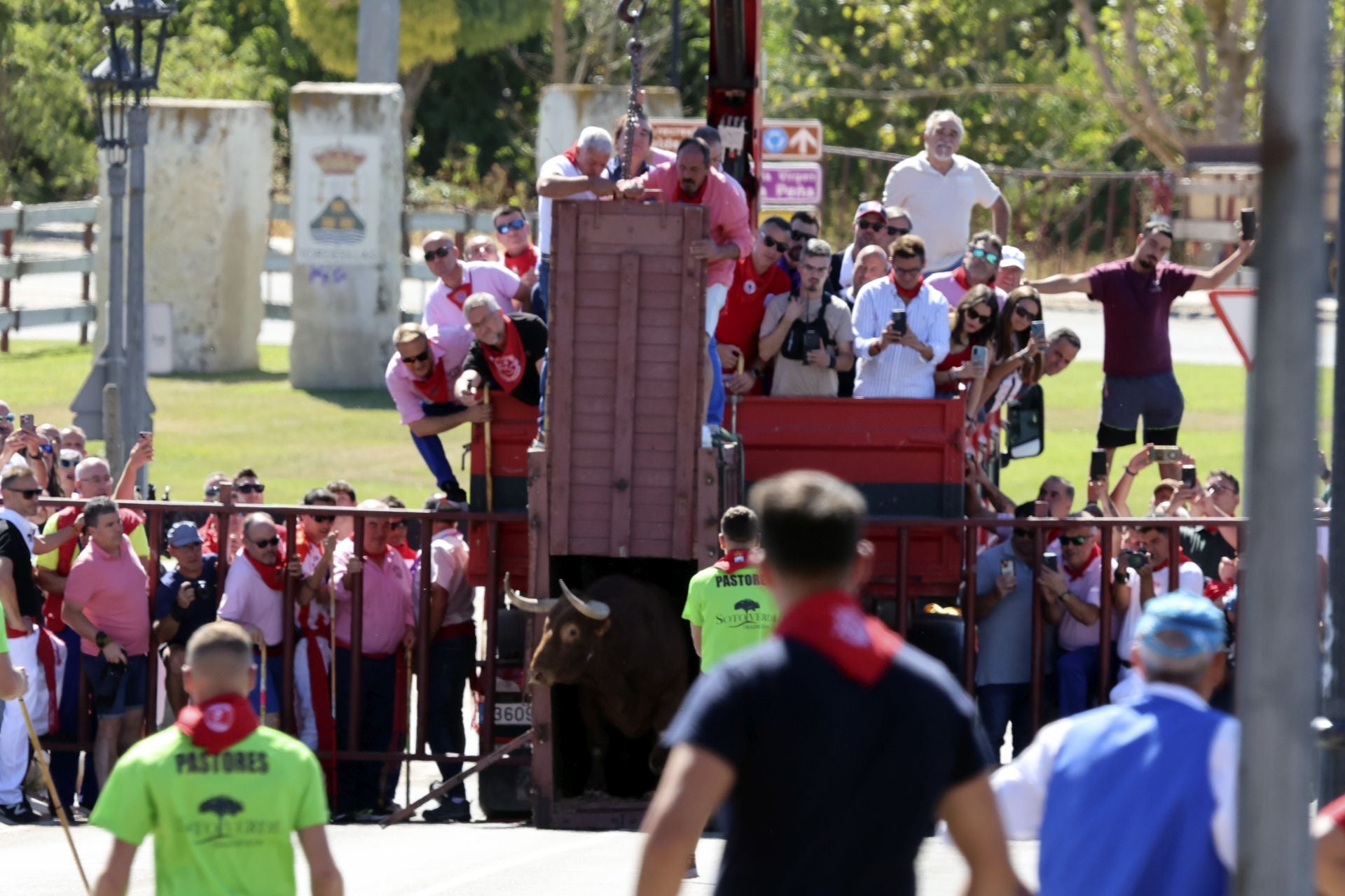 Las imponentes imágenes del toro de cajón en Tordesillas