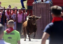 El toro comienza su recorrido en Tordesillas