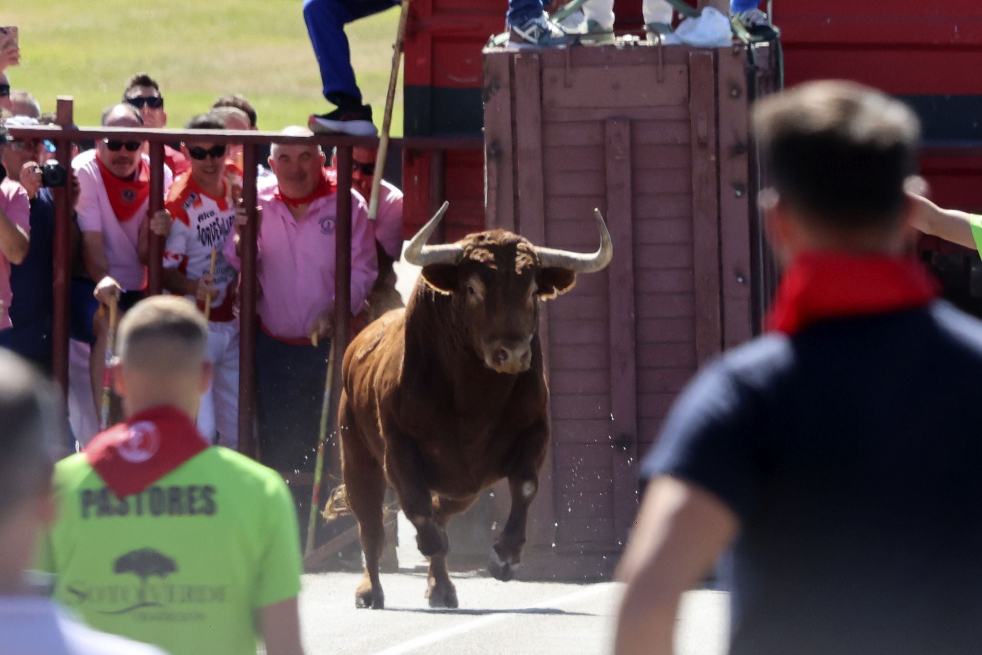 Las imponentes imágenes del toro de cajón en Tordesillas