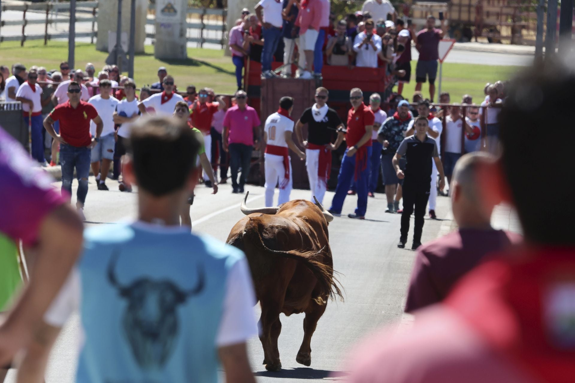 Las imponentes imágenes del toro de cajón en Tordesillas