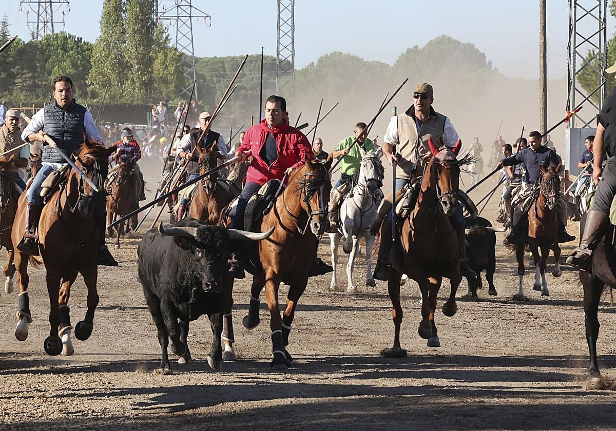 El segundo encierro de las fiestas de Tordesillas se ha celebrado este lunes por la mañana.