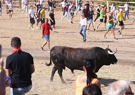 Las imágenes del Toro de la Vega