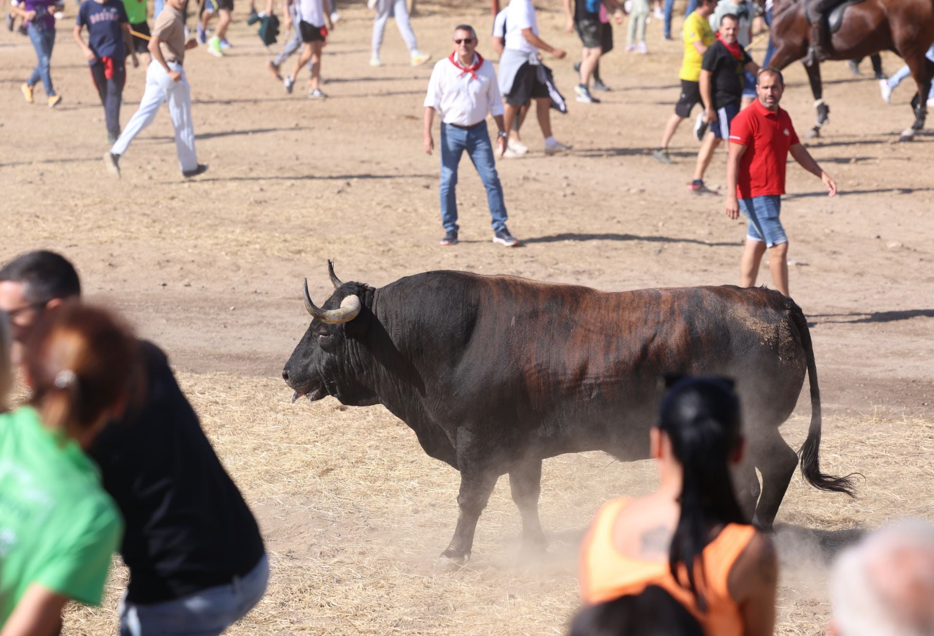 Las imágenes del Toro de la Vega