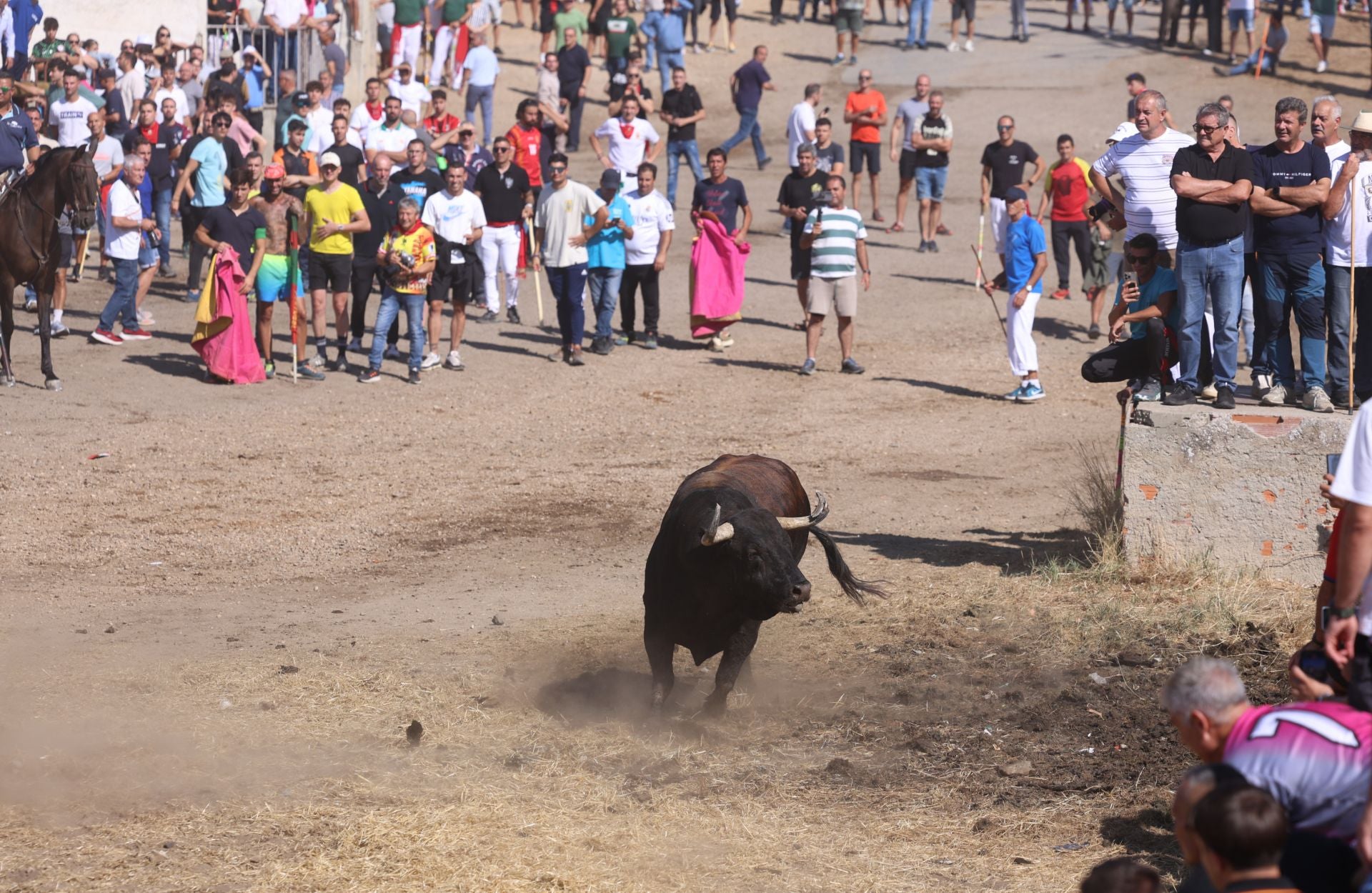 Las imágenes del Toro de la Vega