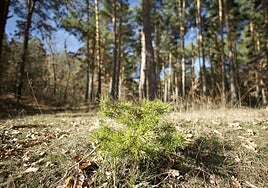 Monte en la provincia de Palencia.