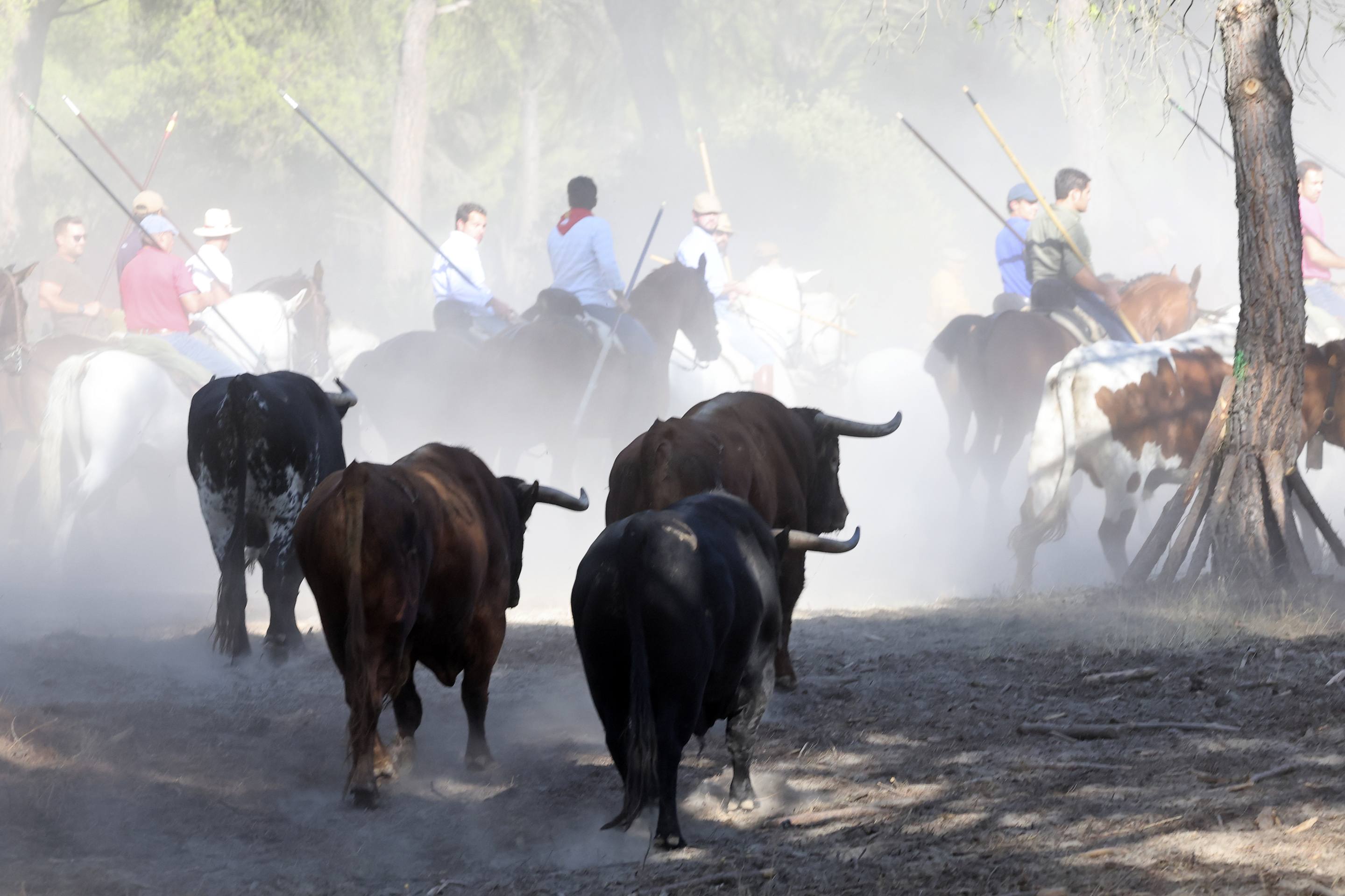 Los toros, durante el encierro.