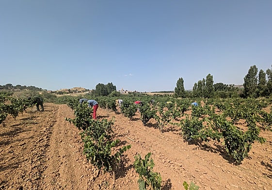 COAG considera que el sector del vino presenta síntomas de «agotamiento irreversible»