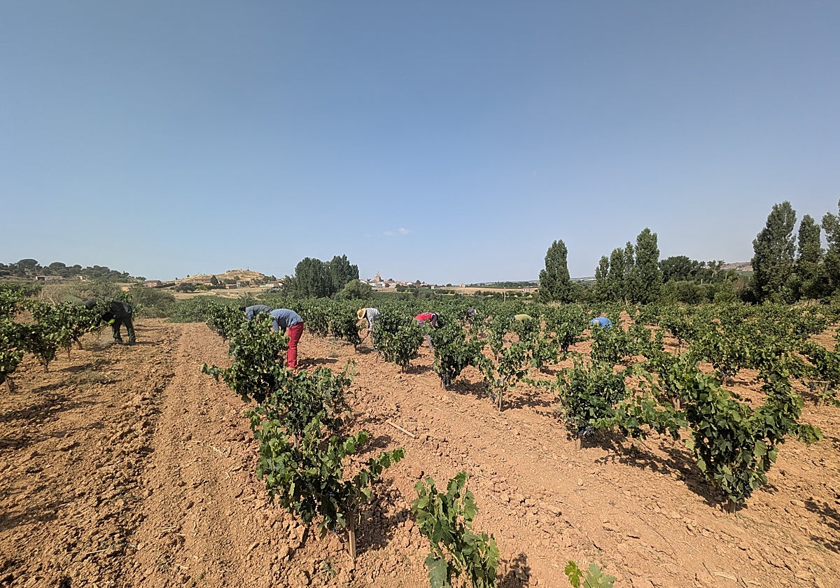 COAG considera que el sector del vino presenta síntomas de «agotamiento irreversible»