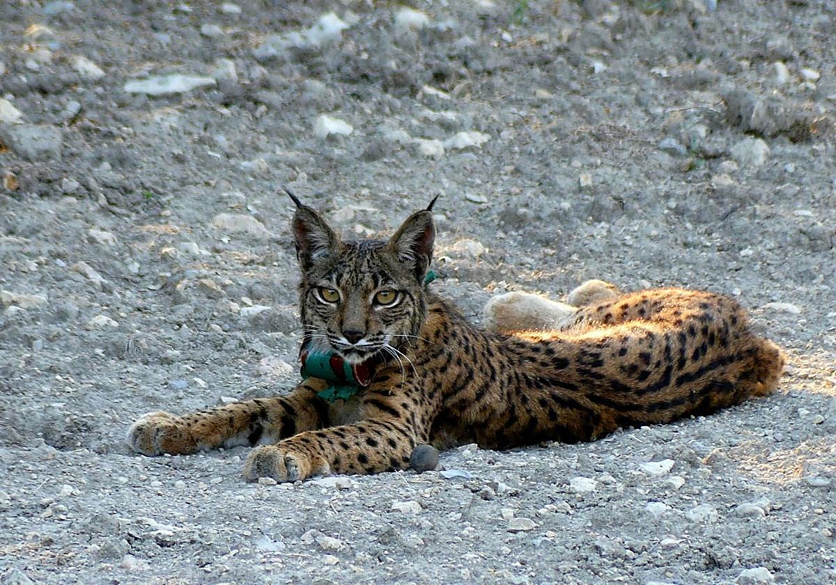 Un ejemplar de lince ibérico en el Cerrato palentino.
