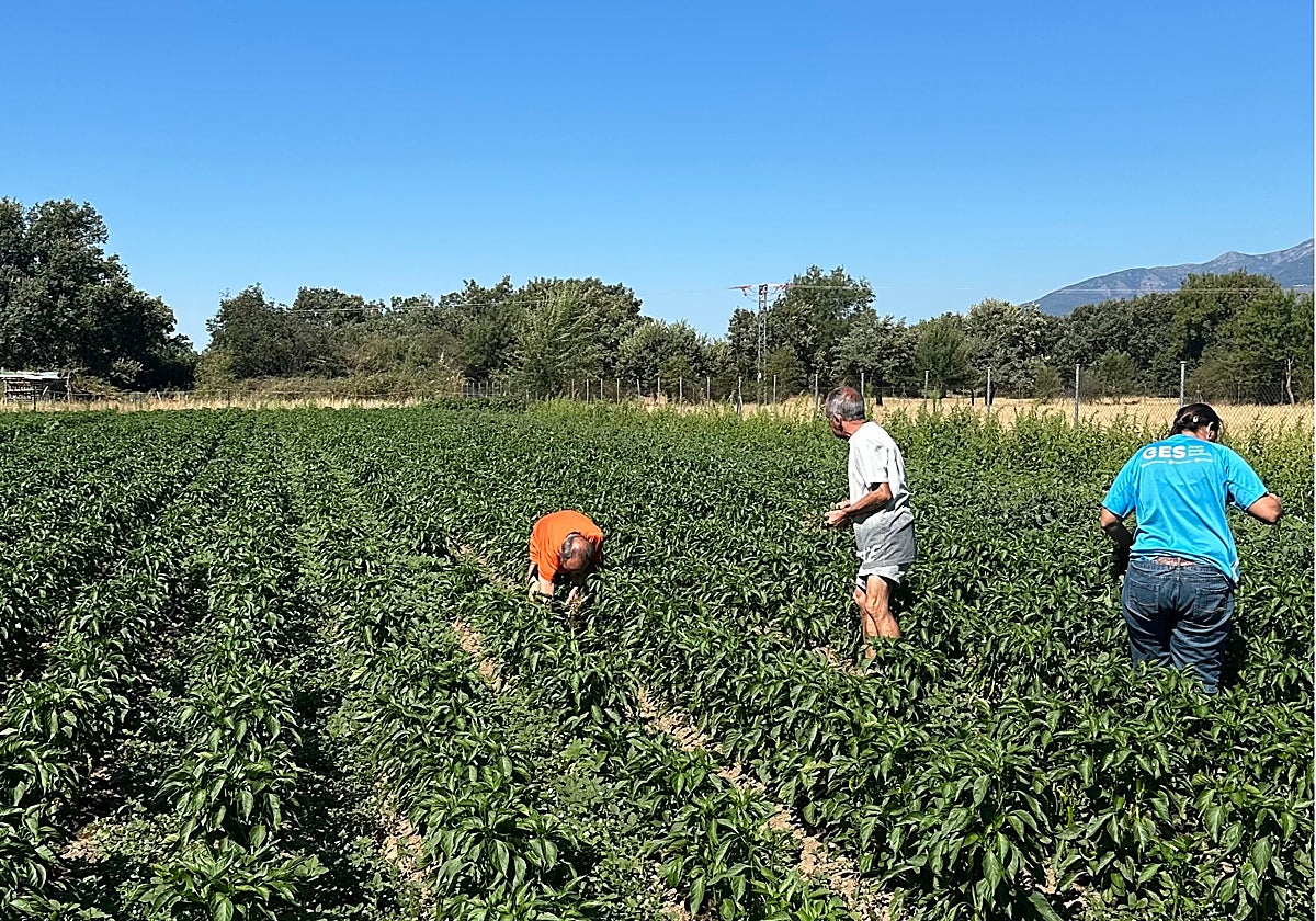 Algunos miembros de la asociación en el huerto ecológico en el que cultivan pimientos