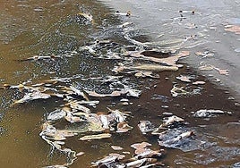 Truchas muertas flotan en el embalse del Tejo, en El Espinar.