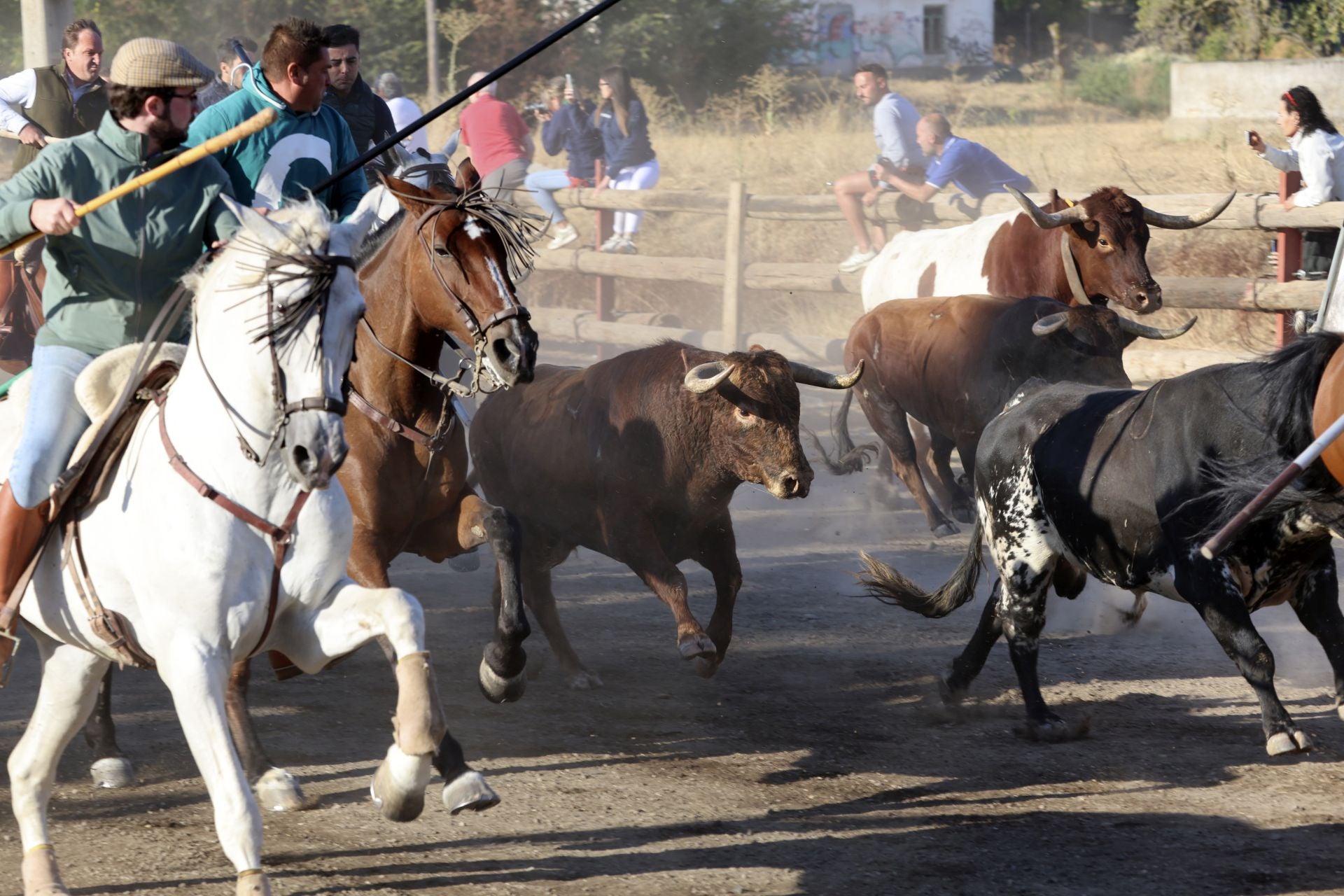 Encierro mixto del jueves en Tordesillas