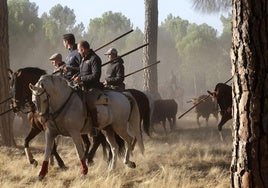 Momento del encierro mixto de Tordesillas, durante la mañana de este jueves