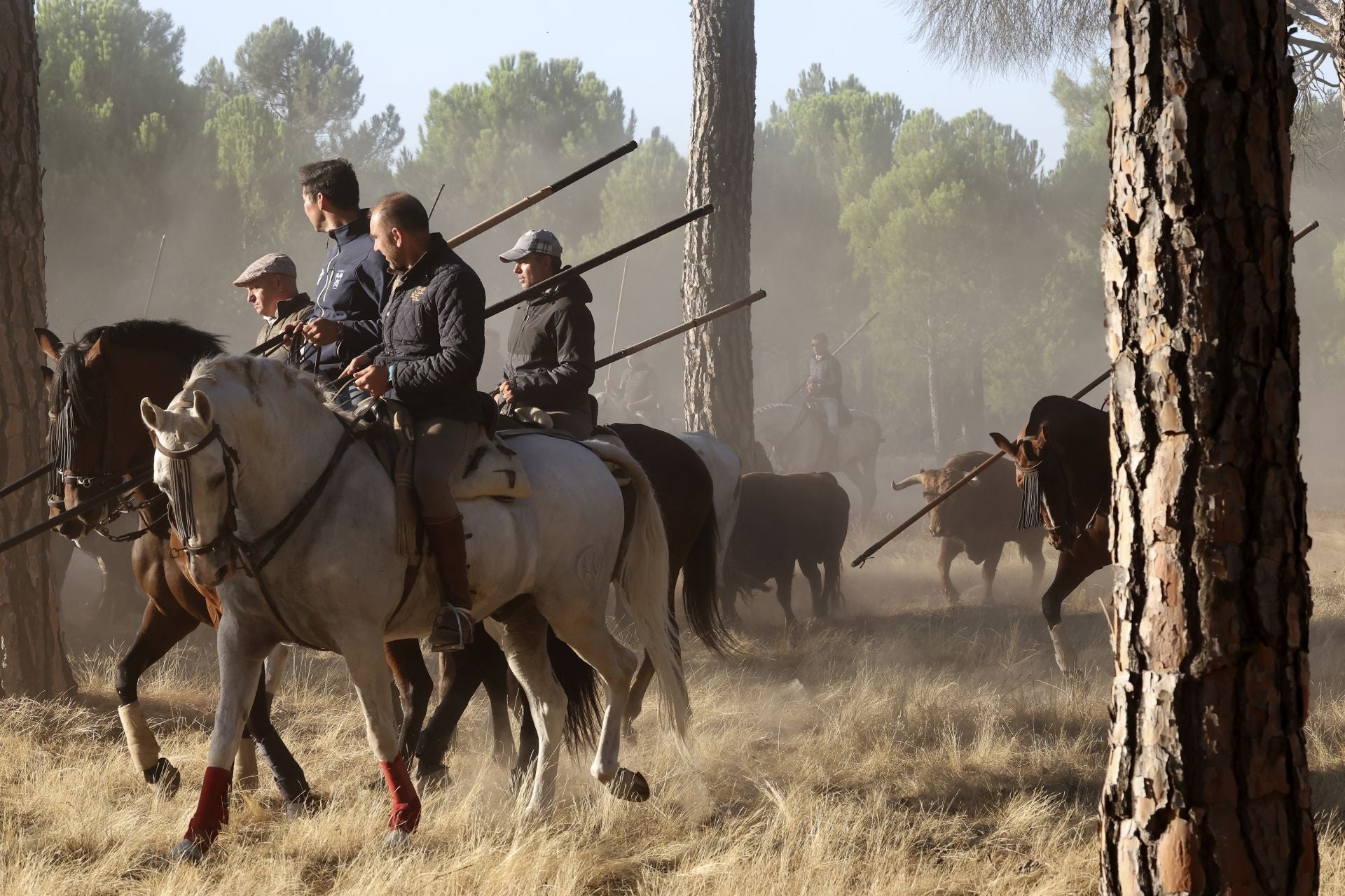 Encierro mixto del jueves en Tordesillas