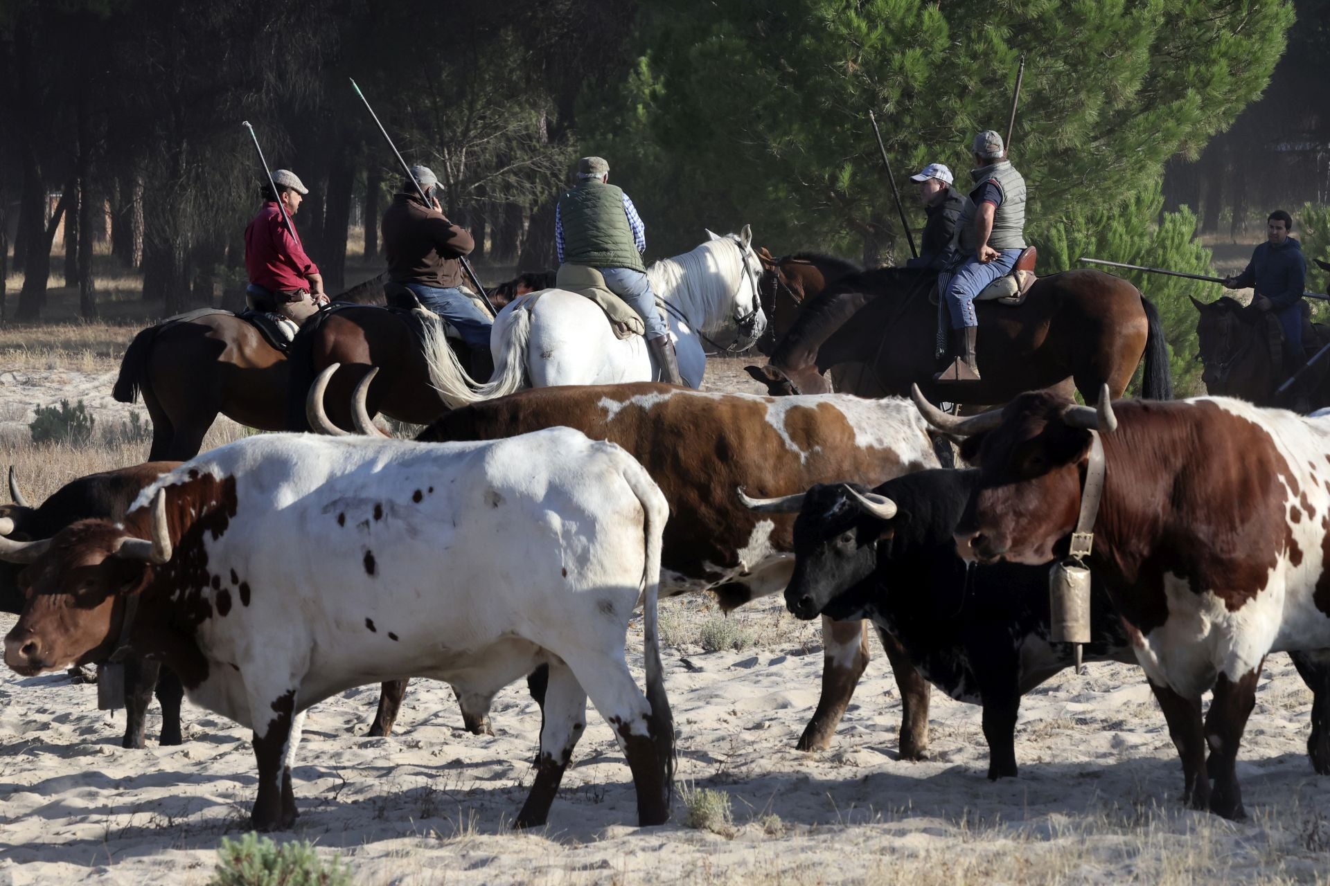 Encierro mixto del jueves en Tordesillas